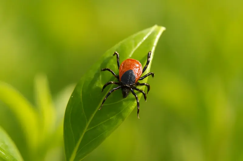 Lyme disease – what to do when standard treatment is not working