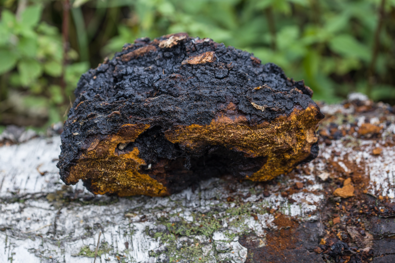 Chaga, a mushroom for healthy digestion