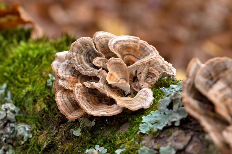 Coriolus - the killer among mushrooms